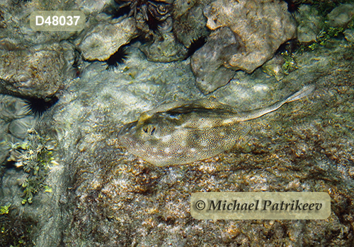 Yellow Stingray (Urobatis jamaicensis)